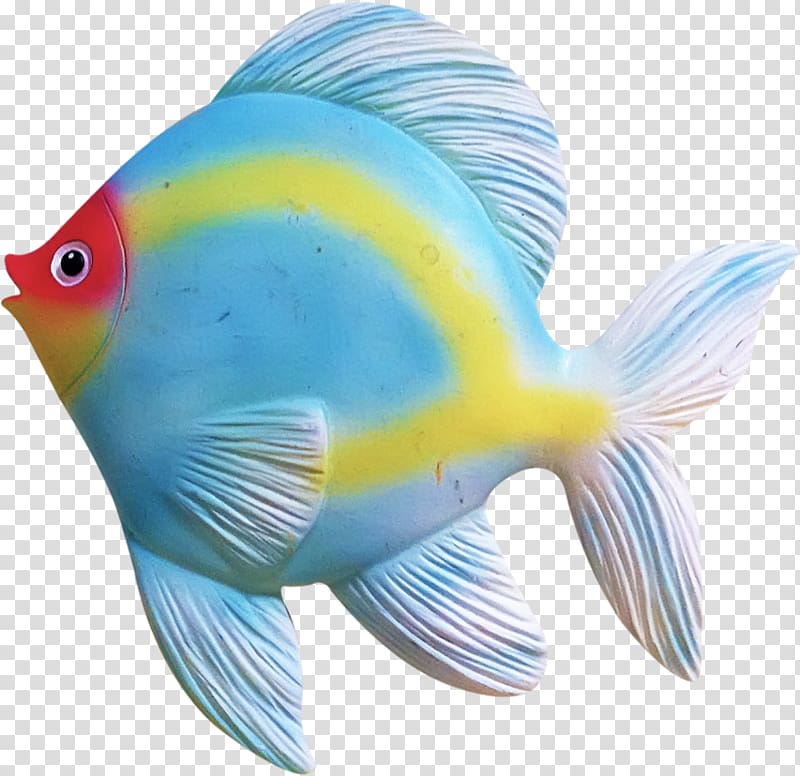 blue and yellow discus fish, Tropical fish Coral reef fish , fish transparent background PNG clipart