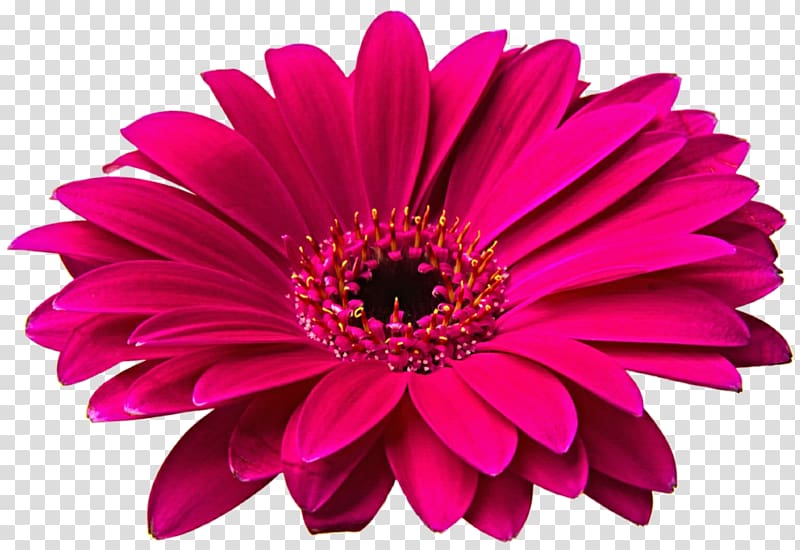 red petaled flowers illustration, Transvaal daisy Flower Common daisy , Gerbera HD transparent background PNG clipart