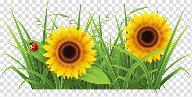 Weed Garden Lawn , sunflower transparent background PNG clipart
