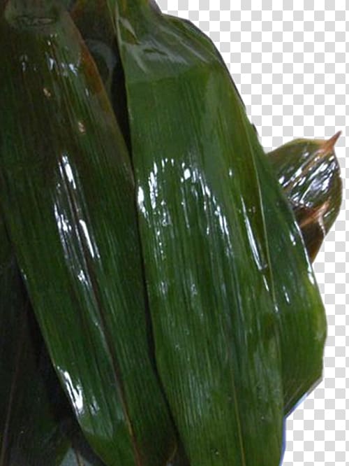 Suman Zongzi Banana leaf, Natural growth of bamboo leaves transparent background PNG clipart