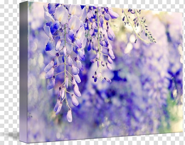 Watercolor painting Wisteria Fine art Printmaking , wisteria transparent background PNG clipart