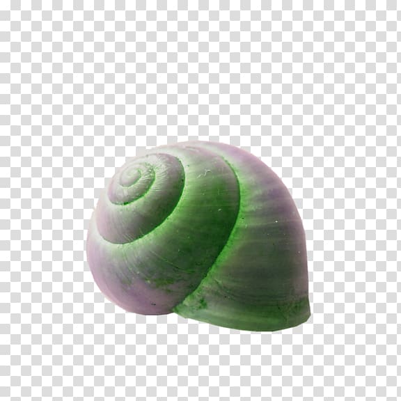 Emerald green snail Seashell Spiral, Luminous snail shell transparent background PNG clipart