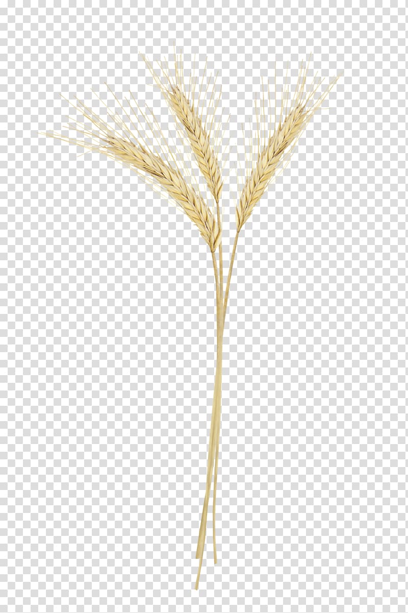 Emmer Triticale Portable Network Graphics Sprouted wheat, barley and wheat transparent background PNG clipart