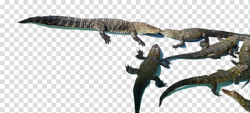 Crocodiles Velociraptor Tyrannosaurus Lizard Dinosaur, alligator transparent background PNG clipart