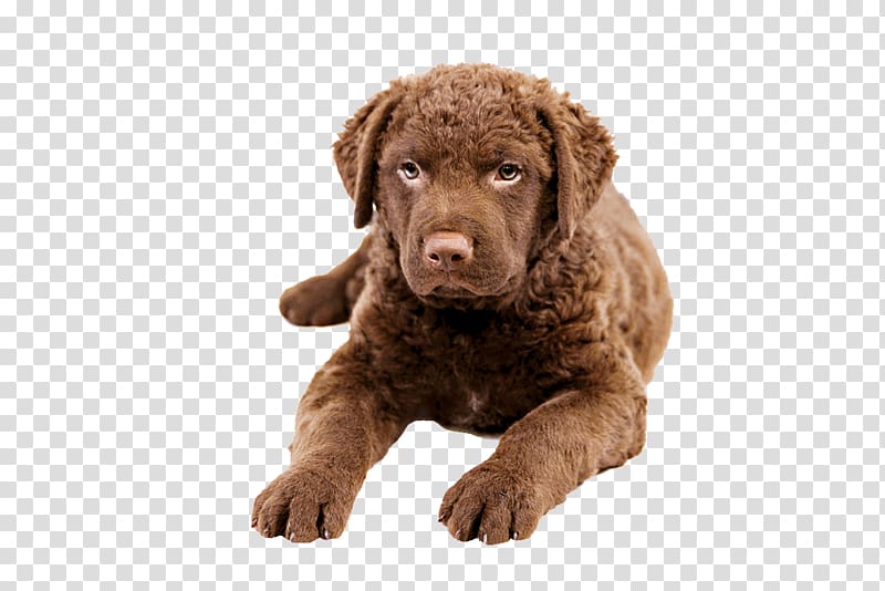 Chesapeake Bay Retriever Labrador Retriever Golden Retriever Flat-Coated Retriever Tibetan Mastiff, labrador transparent background PNG clipart