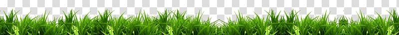 Vetiver Wheatgrass Green Plant stem Chrysopogon, plant transparent background PNG clipart