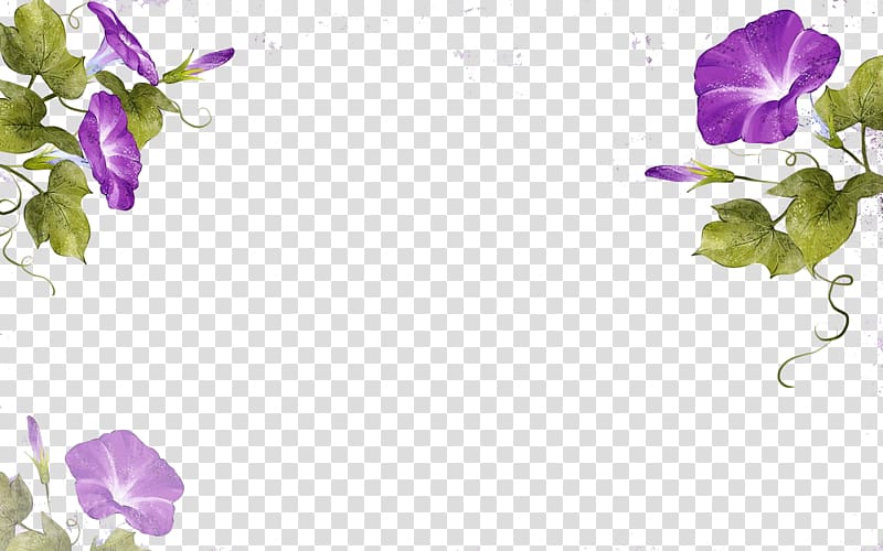 Flower Ipomoea nil Watercolor painting Illustration, Purple vines transparent background PNG clipart