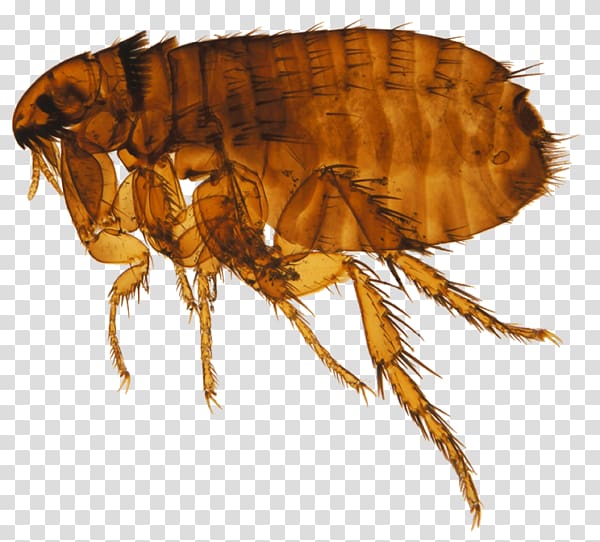 Cat flea Dog flea Honey bee, Flea transparent background PNG clipart