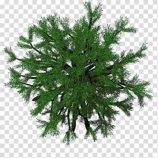 Fir False cypress Branching, pear tree transparent background PNG clipart