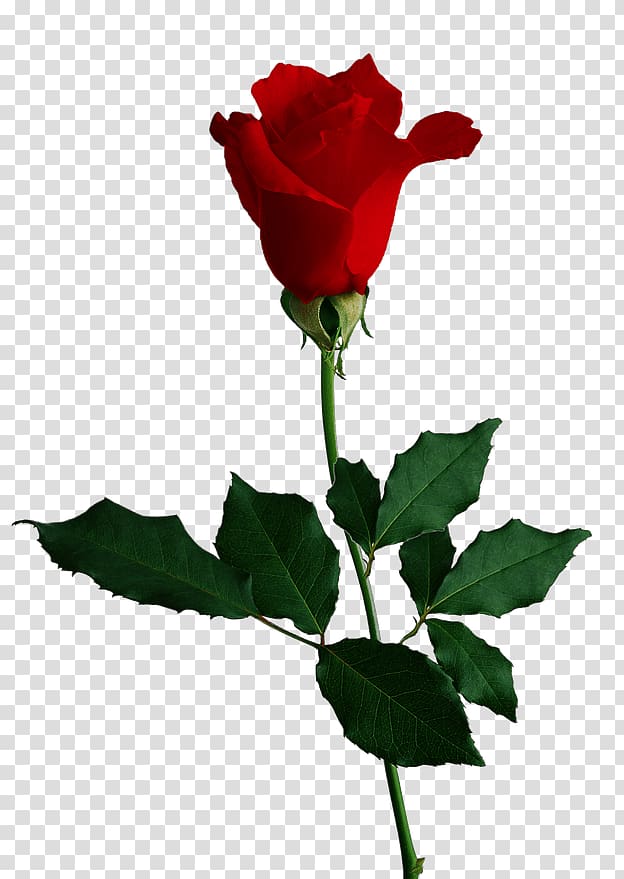 Flower Rose , red rose transparent background PNG clipart