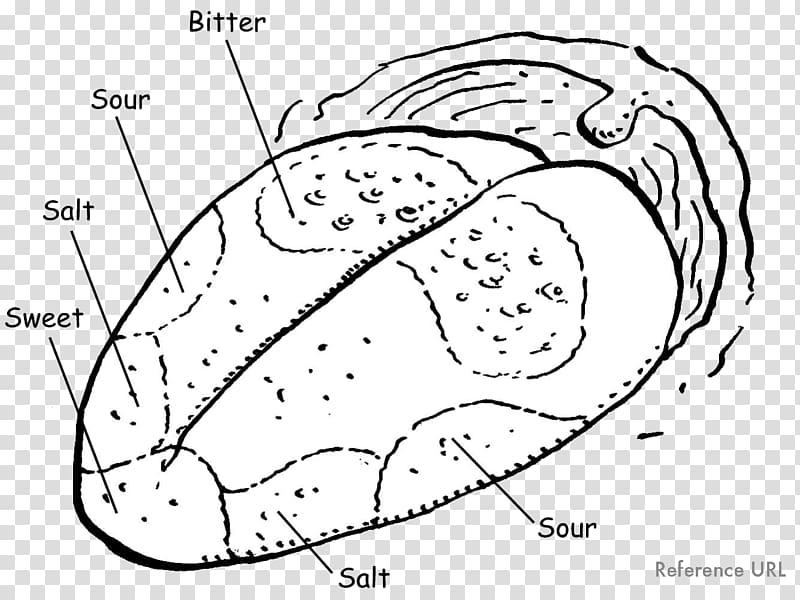 Tongue map Taste bud Olfaction Diagram, tongue transparent background PNG clipart