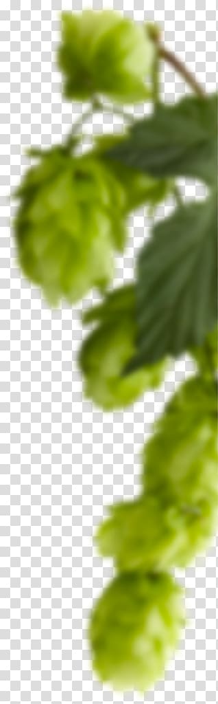 Beer hall пивная лига – пиво оптом Price Close-up, beer transparent background PNG clipart