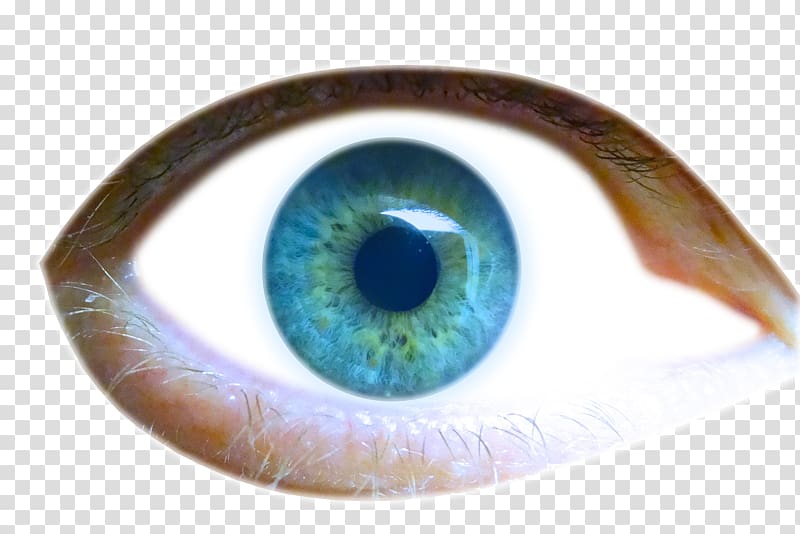 Iris Eyelid Eyebrow, Eye transparent background PNG clipart