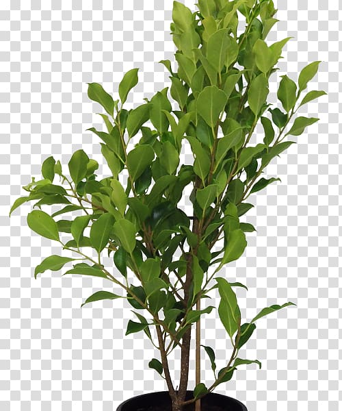 Houseplant Tree Flowerpot Branch Box, nandina domestica thunb transparent background PNG clipart
