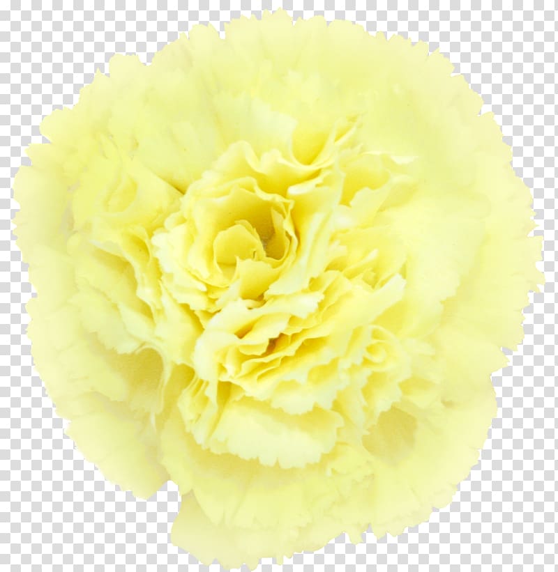 Carnation Cut flowers Yellow Petal, CARNATION transparent background PNG clipart