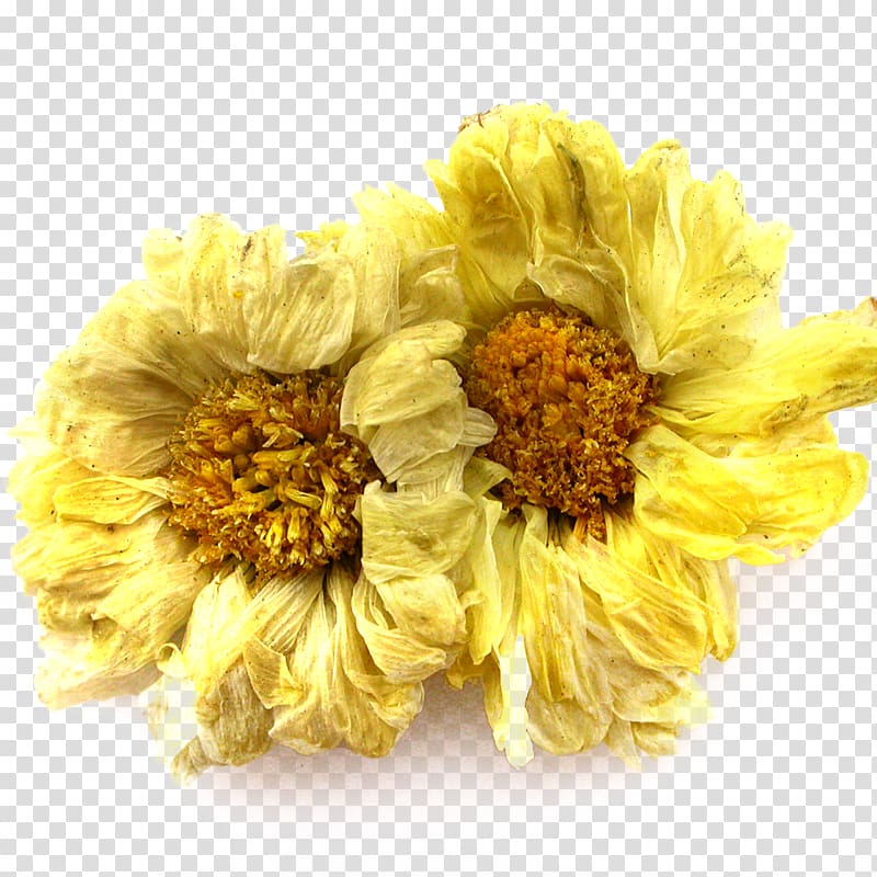 two yellow petaled flowers, Chrysanthemum xd7grandiflorum Chrysanthemum indicum Chrysanthemum tea Dendranthema lavandulifolium, Chrysanthemum Chrysanthemum Flower material transparent background PNG clipart