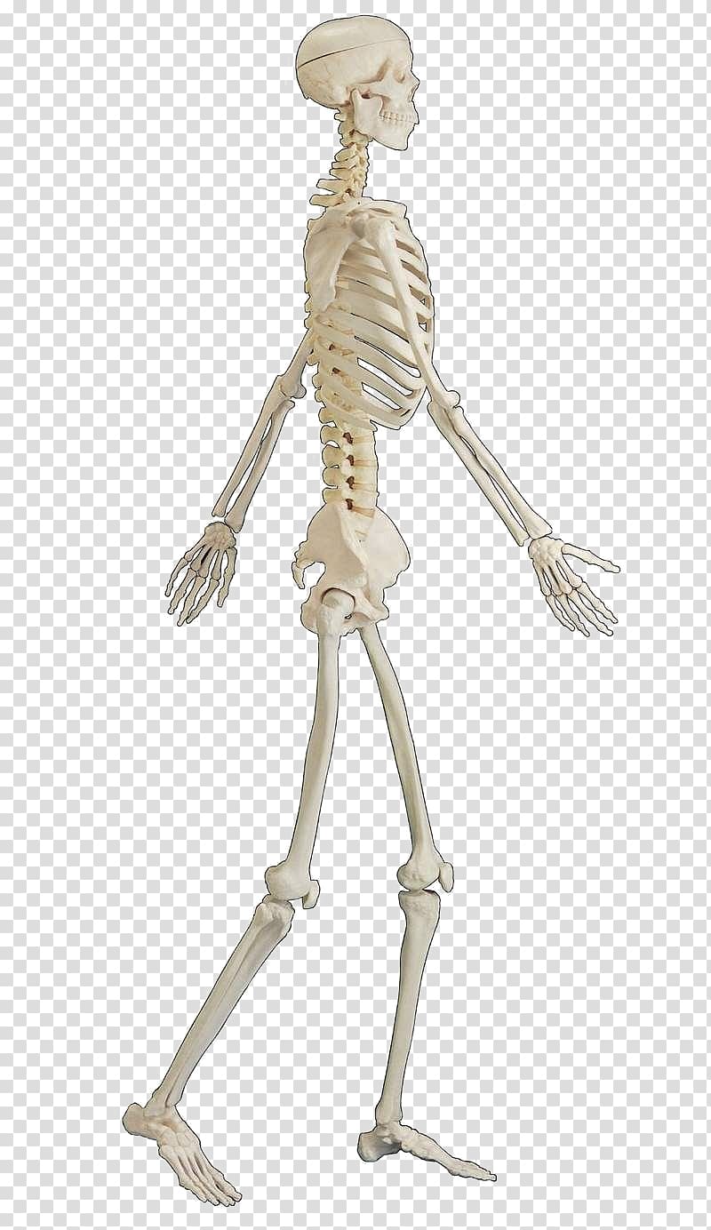 Human skeleton Bone Human body, Free people walking skeleton buckle material transparent background PNG clipart