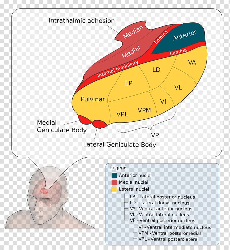 Lateral geniculate nucleus Medial geniculate nucleus Thalamus Ventral posterolateral nucleus, Brain transparent background PNG clipart