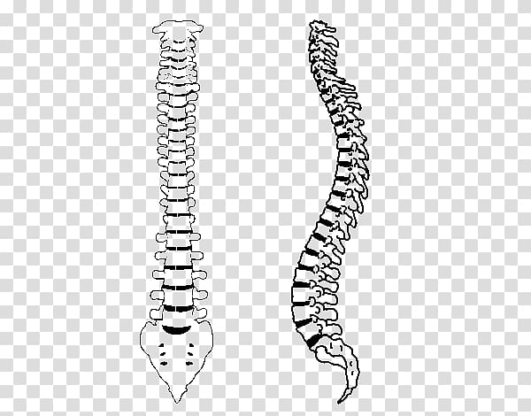 Eurogimnàs Vertebral column Drawing Bone, Vertebral Column transparent background PNG clipart