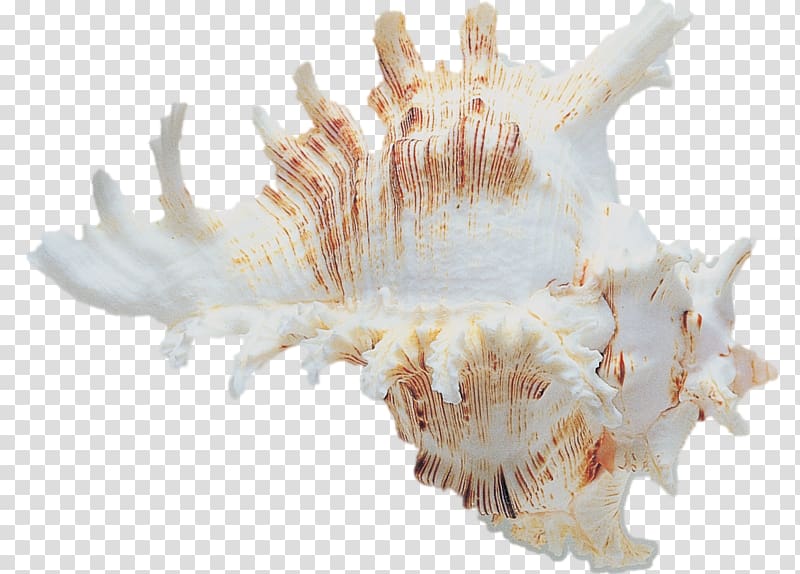 Shankha Conchology Seashell Invertebrate, shells transparent background PNG clipart