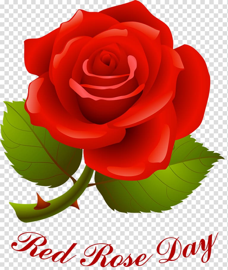 Rose Valentine\'s Day Red , national day scatters flowers transparent background PNG clipart