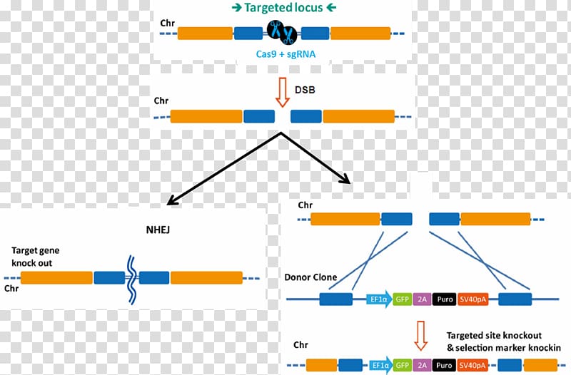 Genome editing Transcription activator-like effector nuclease CRISPR Gene knockout Gene knockin, induced transparent background PNG clipart