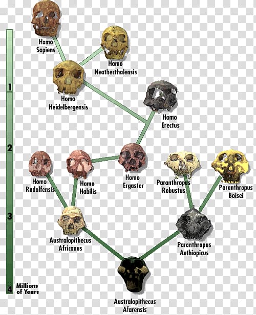 Neanderthal Human evolution Diagram Chart, common chimpanzee brain size transparent background PNG clipart