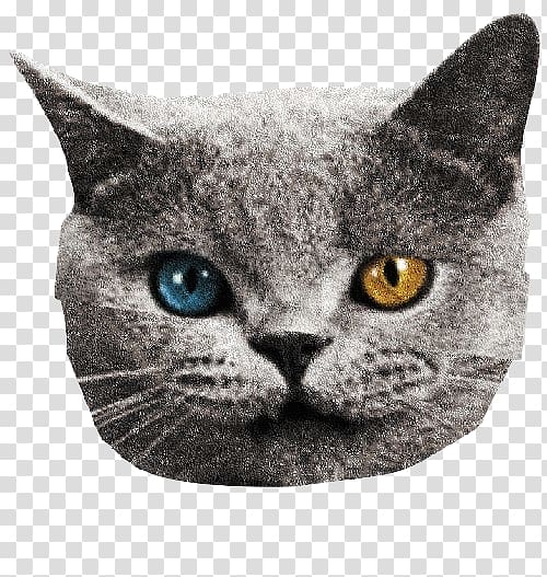 Odd Future T-shirt Wolf Tron Cat, T-shirt transparent background PNG clipart