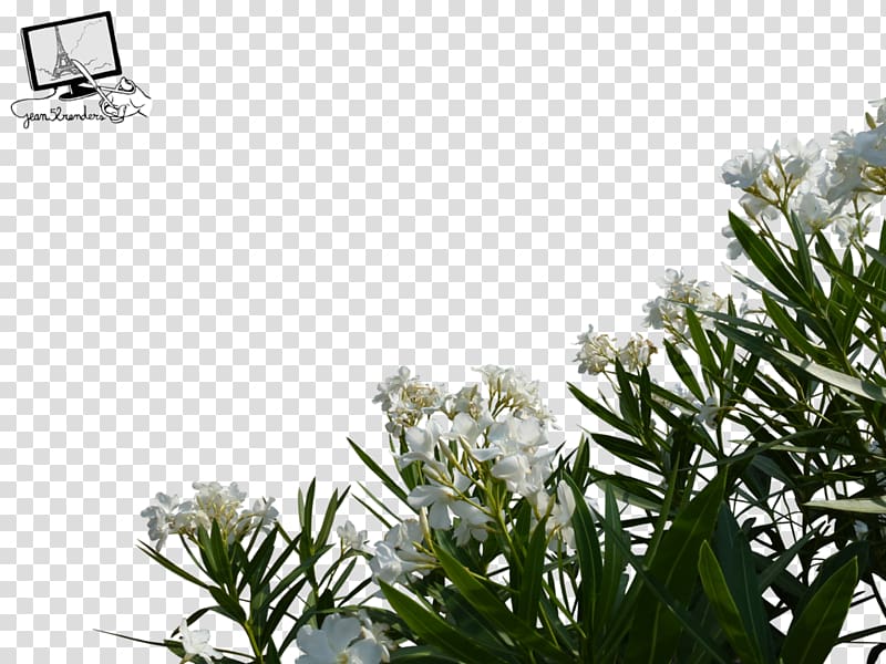 Flower Desktop , wild flowers transparent background PNG clipart