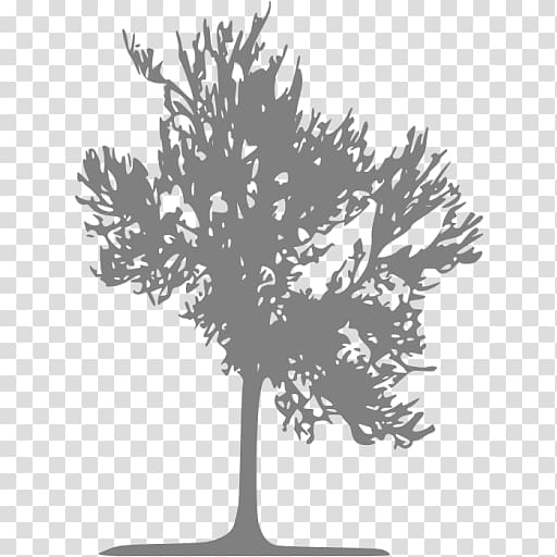 Yolo Hostel Medellín Twig Tree Computer Icons, tree transparent background PNG clipart