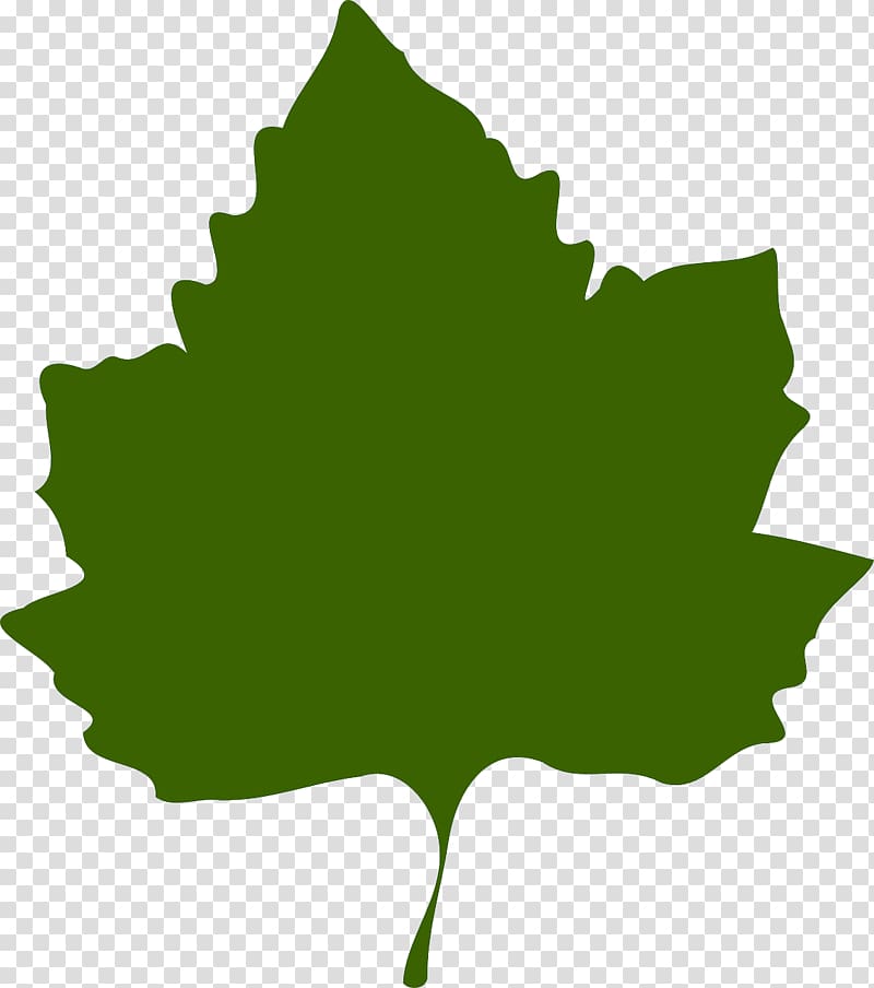 Common Grape Vine Grape leaves , green leaves transparent background PNG clipart