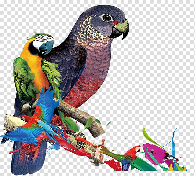 Parrot Macaw Lories and lorikeets Parakeet Crested myna, Black Parrot transparent background PNG clipart