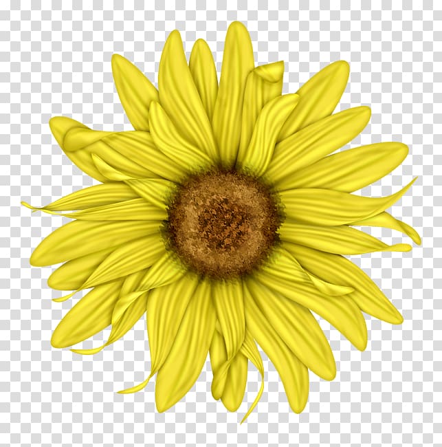 Common sunflower Cut flowers Petal Pollen, sunflower transparent background PNG clipart