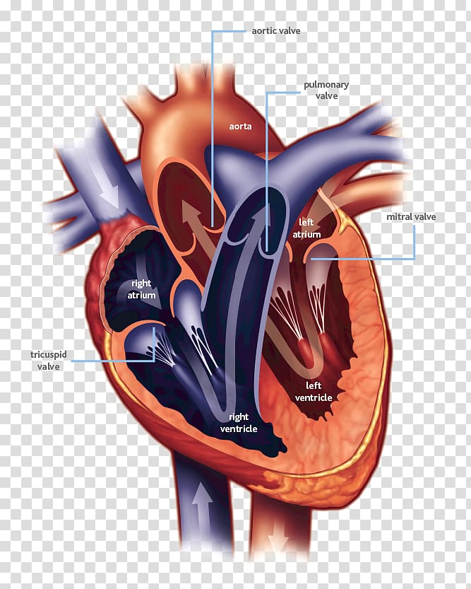 Heart valve Mitral valve Heart Ailment Cardiac surgery, heart transparent background PNG clipart