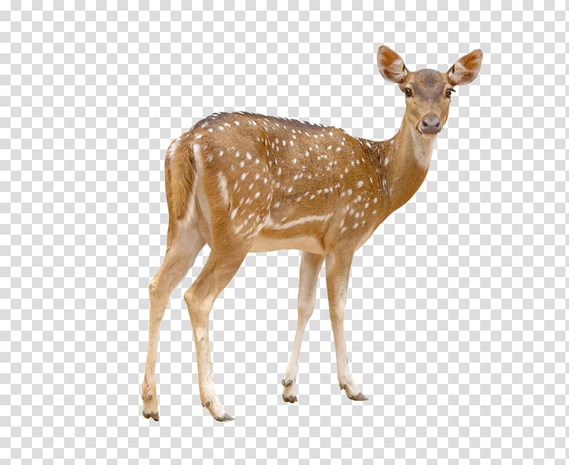 brown deer, Red deer Chital White-tailed deer , Deer transparent background PNG clipart