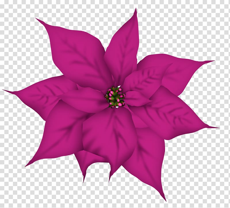 Christmas Flower , christmas transparent background PNG clipart