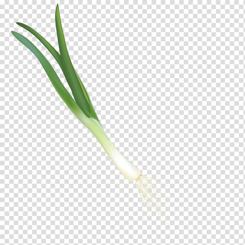 Green Material Angle Pattern, a onion transparent background PNG clipart