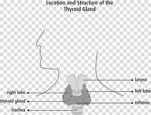 Thyroid cancer Thyroid disease Thyroid isthmus, thyroid gland transparent background PNG clipart