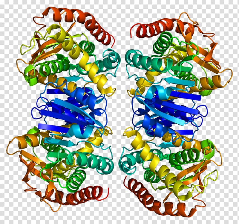 Malate dehydrogenase 2 Protein quaternary structure Nicotinamide adenine dinucleotide, Mitochondrial Matrix transparent background PNG clipart
