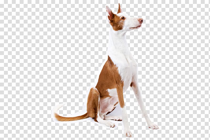 Ibizan Hound Portuguese Podengo Dog breed Companion dog Sighthound, basset hound transparent background PNG clipart