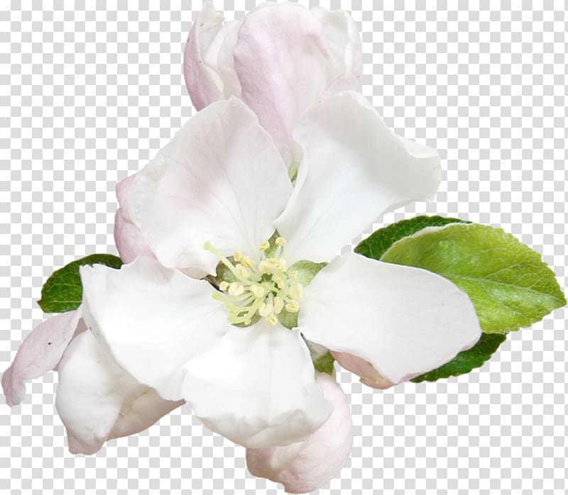 Flower Apples Blossom Plant , lilly transparent background PNG clipart