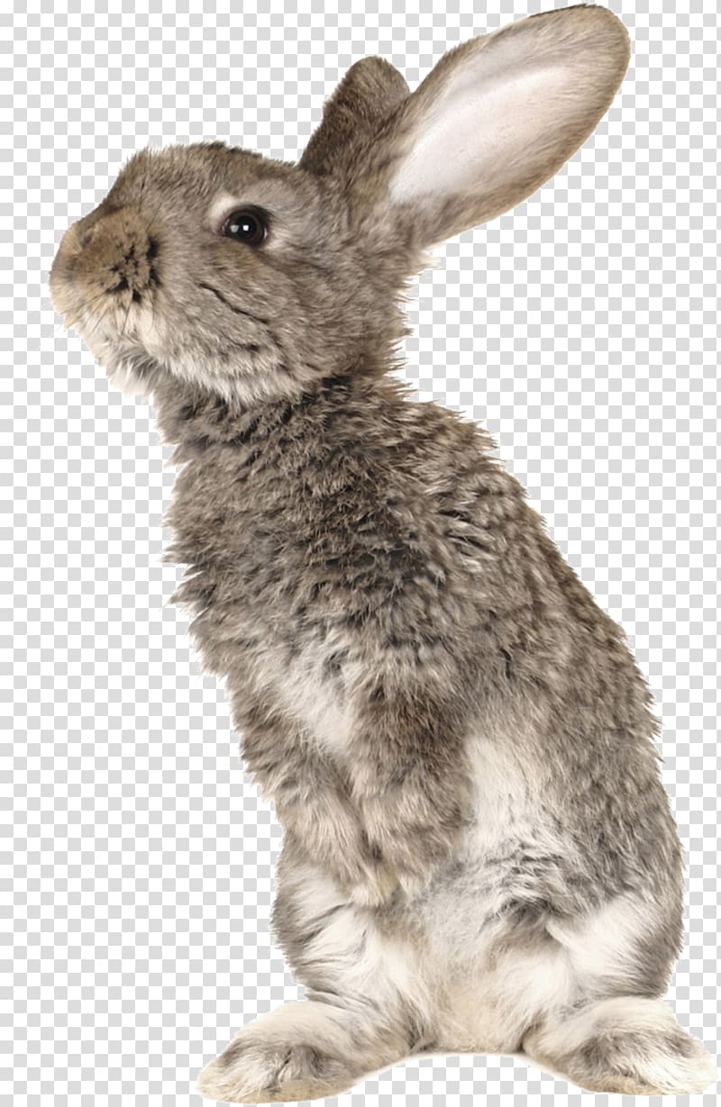 картинки зайцев на белом фоне