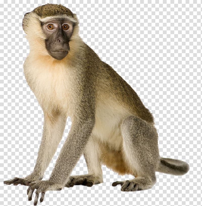 Monkey , Primate Monkey Gorilla Macaque Gray langur, monkey transparent background PNG clipart