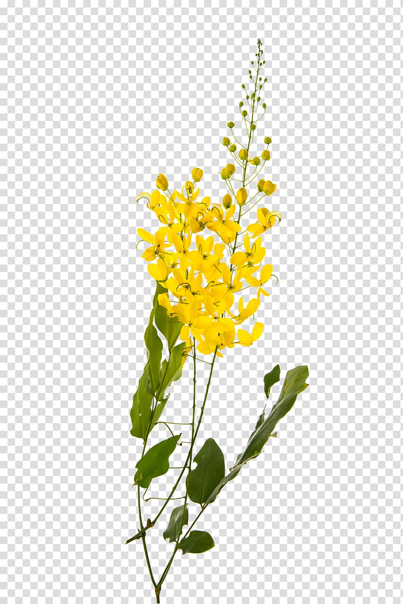 yellow petaled flowers art, Golden shower tree Flower Yellow Plant, camphor transparent background PNG clipart