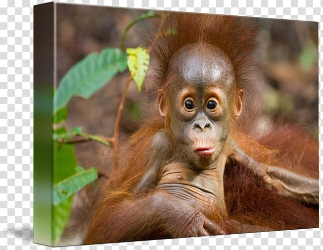 Chimpanzee Borneo Primate Bornean orangutan Sumatran orangutan, orangutan transparent background PNG clipart