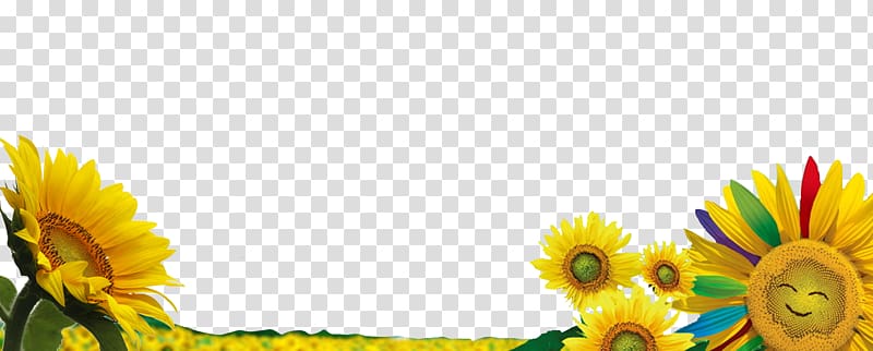 Common sunflower , Sunflower with a smiley face transparent background PNG clipart