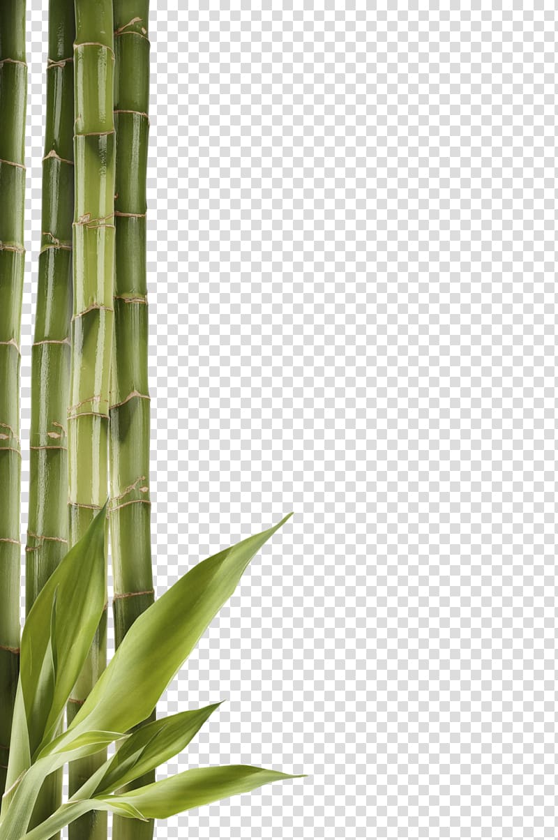 Bambusodae , Bamboo Free transparent background PNG clipart
