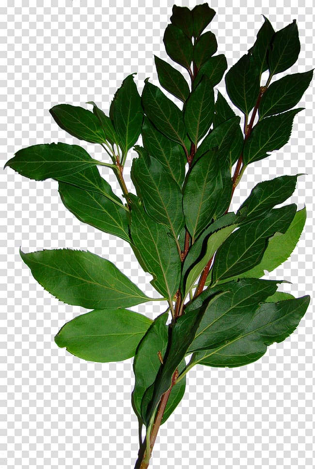 Bay Laurel Leaf Tree Shrub, Oil green leaves transparent background PNG clipart