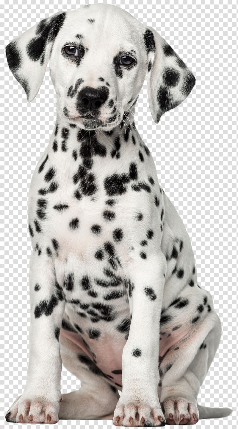 Dalmatian dog Puppy Pet Labrador Retriever , white dog transparent background PNG clipart