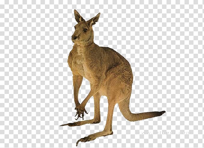 Red kangaroo Australia Tail Quokka, kangaroo transparent background PNG clipart